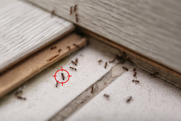 Best Wasp Removal Services  in Pike Road, AL