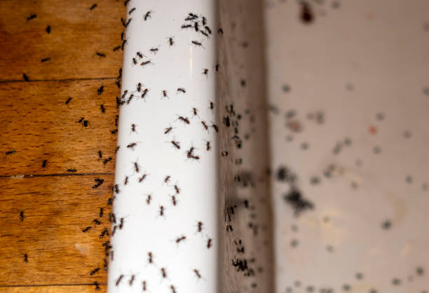 Flea Control Services in Pike Road, AL